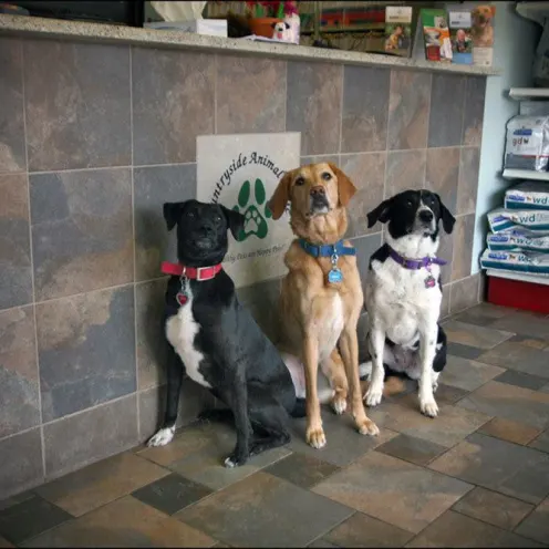 dogs sitting in waiting room